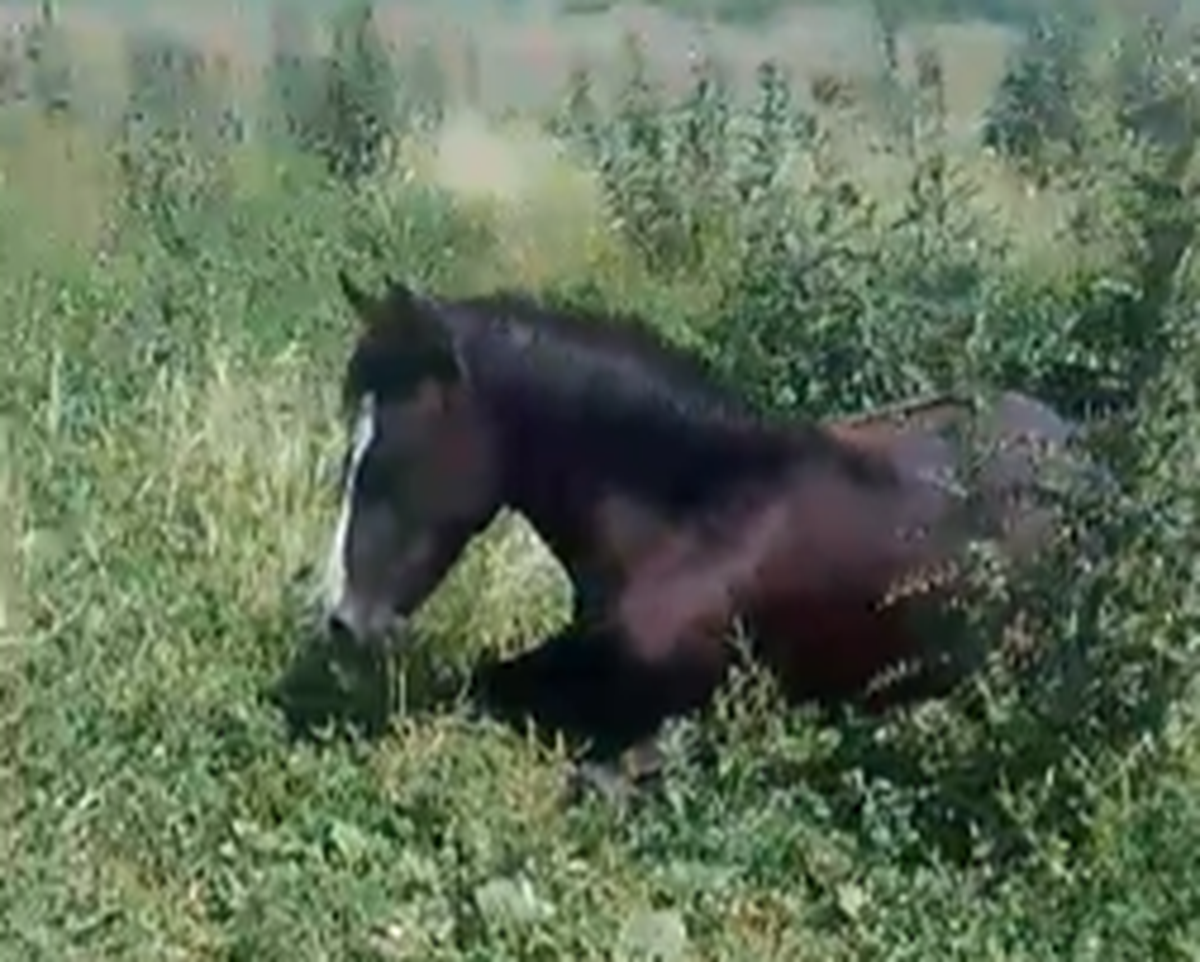 Por WhatsApp circul&oacute; un video de un caballo que no pod&iacute;a mantenerse en pie.