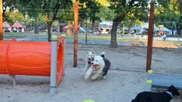 lomas: realizaran jornada con vacunacion gratuita y espacios de adopcion de animales