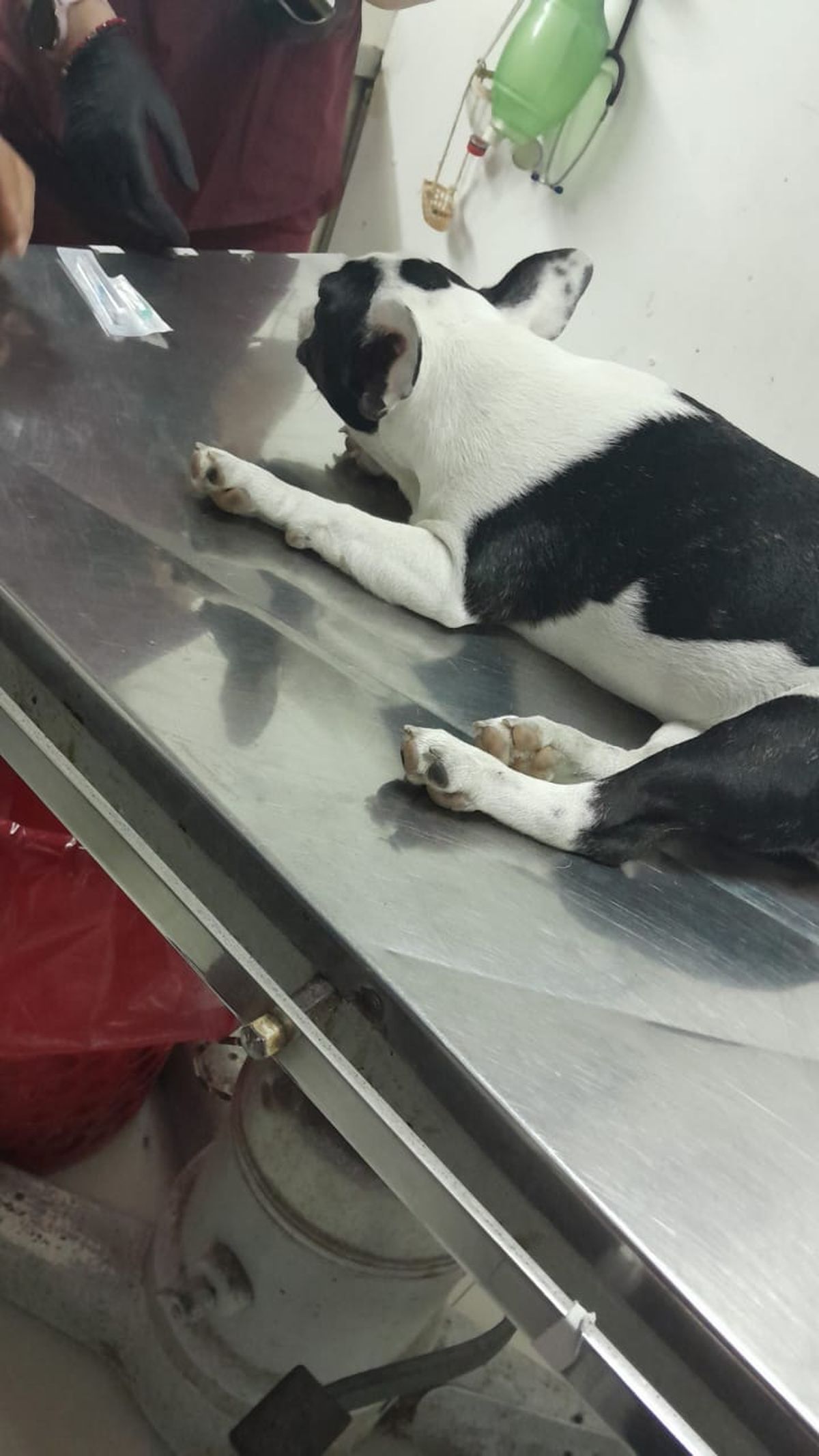 La perra fue internada en una veterinaria tras el choque en Lomas. 