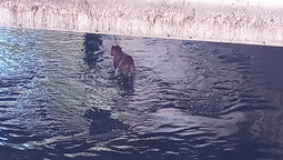 lomas: rescataron a dos perros que cayeron a un arroyo y no podian salir