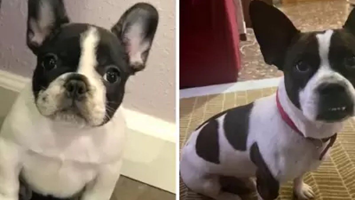 Viral: compró un bulldog francés pero cuando creció se llevó una sorpresa