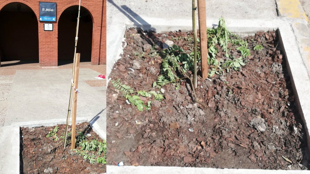 Vandalizaron uno de los árboles plantados por el Día de la
