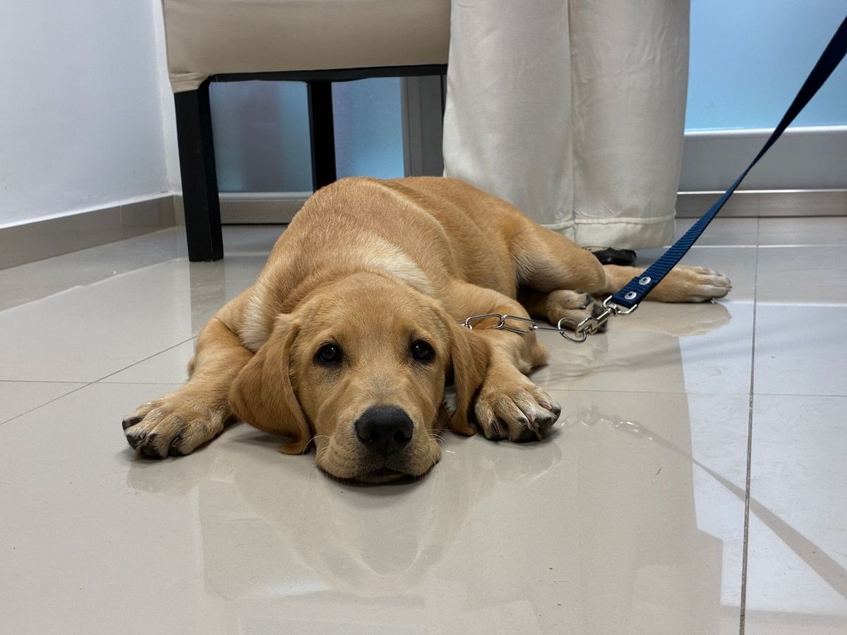 El cachorro forma parte de Clínica Monte Grande desde hace tres meses.
