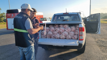 Gendarmería incautó 56 lechones sin cadena de frío trasladados hacia Ezeiza y Cañuelas