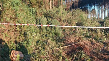 Tragedia en Misiones: murió aplastado por el árbol que talaba