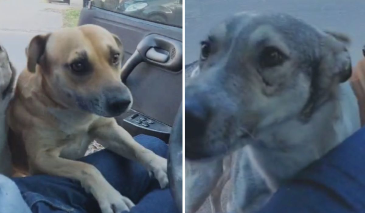 Secuestraron a dos perros en Monte Grande: extorsionan con un rescate a sus dueños