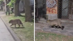 monte grande: un carpincho suelto sorprendio a los vecinos