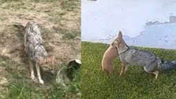 preocupacion en canning por una manada de zorros: ya atacaron a varios animales