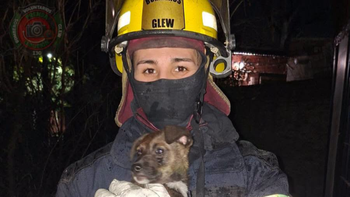 Glew: bomberos rescataron a dos perros tras un incendio en una vivienda