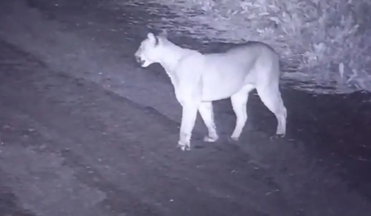 El puma fue captado por las cámaras de seguridad. 