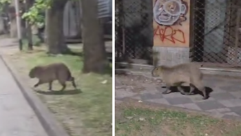 Monte Grande: un carpincho suelto sorprendió a los vecinos