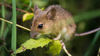 Confirmaron un caso de Hantavirus en Lomas de Zamora: está internado en el Hospital Gandulfo