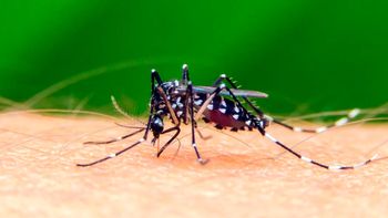 Dengue: confirmaron seis casos en la Provincia de Buenos Aires