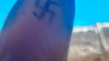 Encontraron perros y gatos callejeros tatuados con esvásticas en Río Negro