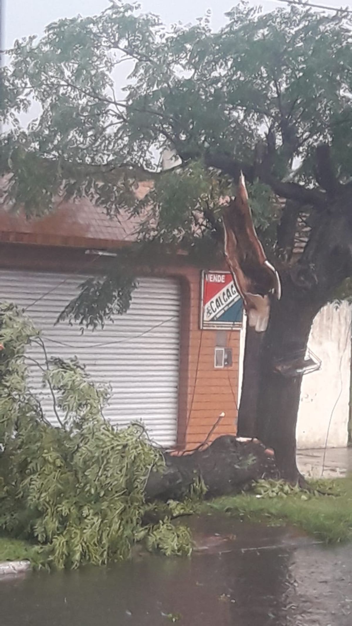 Tras el diluvio, cayó un árbol en Vetere y Larrea, en Lomas de Zamora.