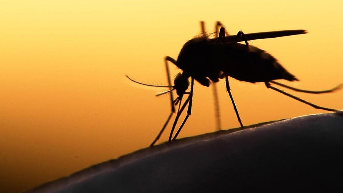 Crecen los casos de dengue en la provincia de Buenos Aires