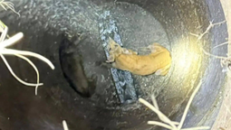 Operativo en Ezeiza: rescataron a dos perros que cayeron a un pozo