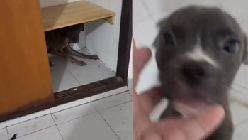 Lanús: rescataron a una perra y sus cachorros abandonados en una vivienda