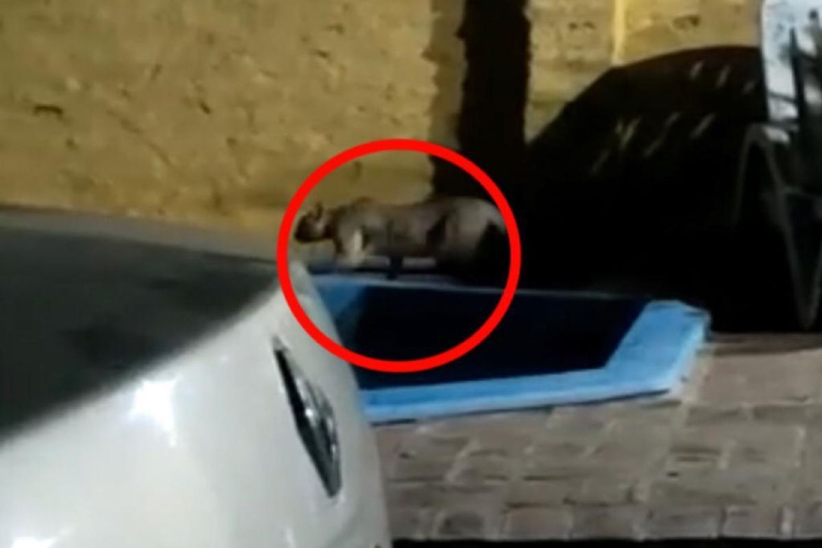 Alerta por un puma suelto en Longchamps: lo filmaron en el patio de una casa