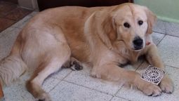 san vicente: una familia denuncia que tienen secuestrado su perro