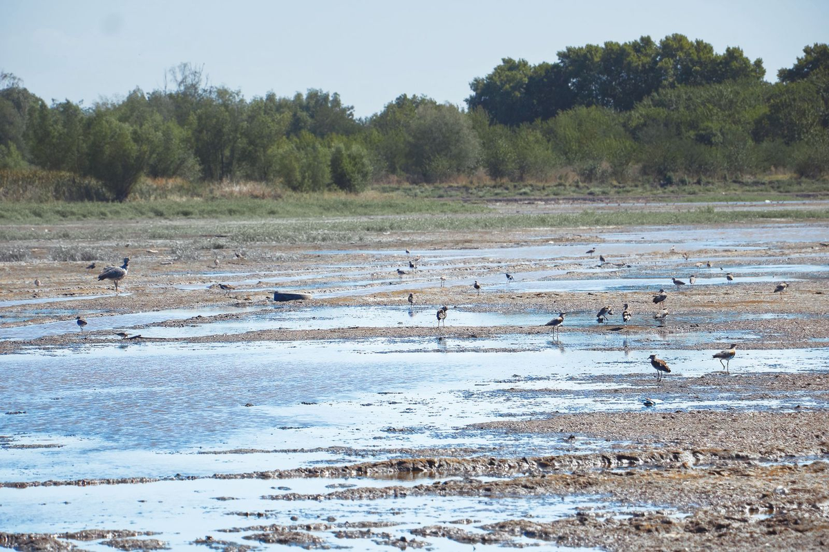 Aves entre los charcos de agua que quedan en algunos sectores. 