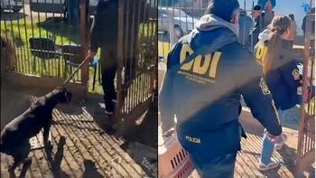 Almirante Brown: rescataron a 17 animales de un criadero de perros ilegal