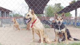 el destino de los perros discapacitados en el campito refugio: trabajamos por finales felices