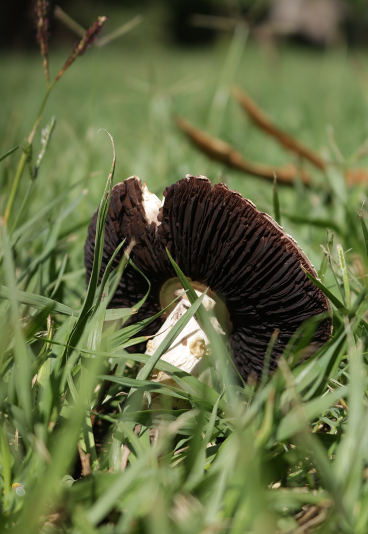 Los vecinos notaron que hay hongos en sus casas y en espacios públicos.