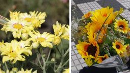 furor por las flores amarillas en la region: por que se regalan el 21 de marzo