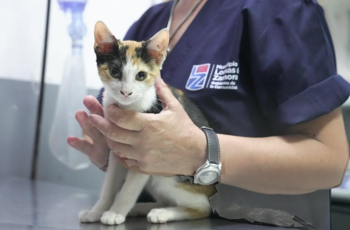 El Hospital de Animales de Lomas de Zamora anunció una nueva entrega de turnos para castraciones gratuitas. Será el lunes 29 de junio en el CGM de Temperley, con cupos limitados.
