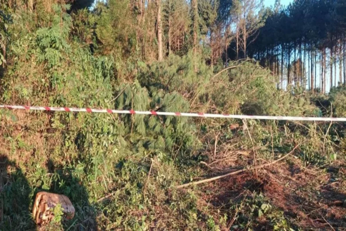 Tragedia en Misiones: murió aplastado por el árbol que talaba