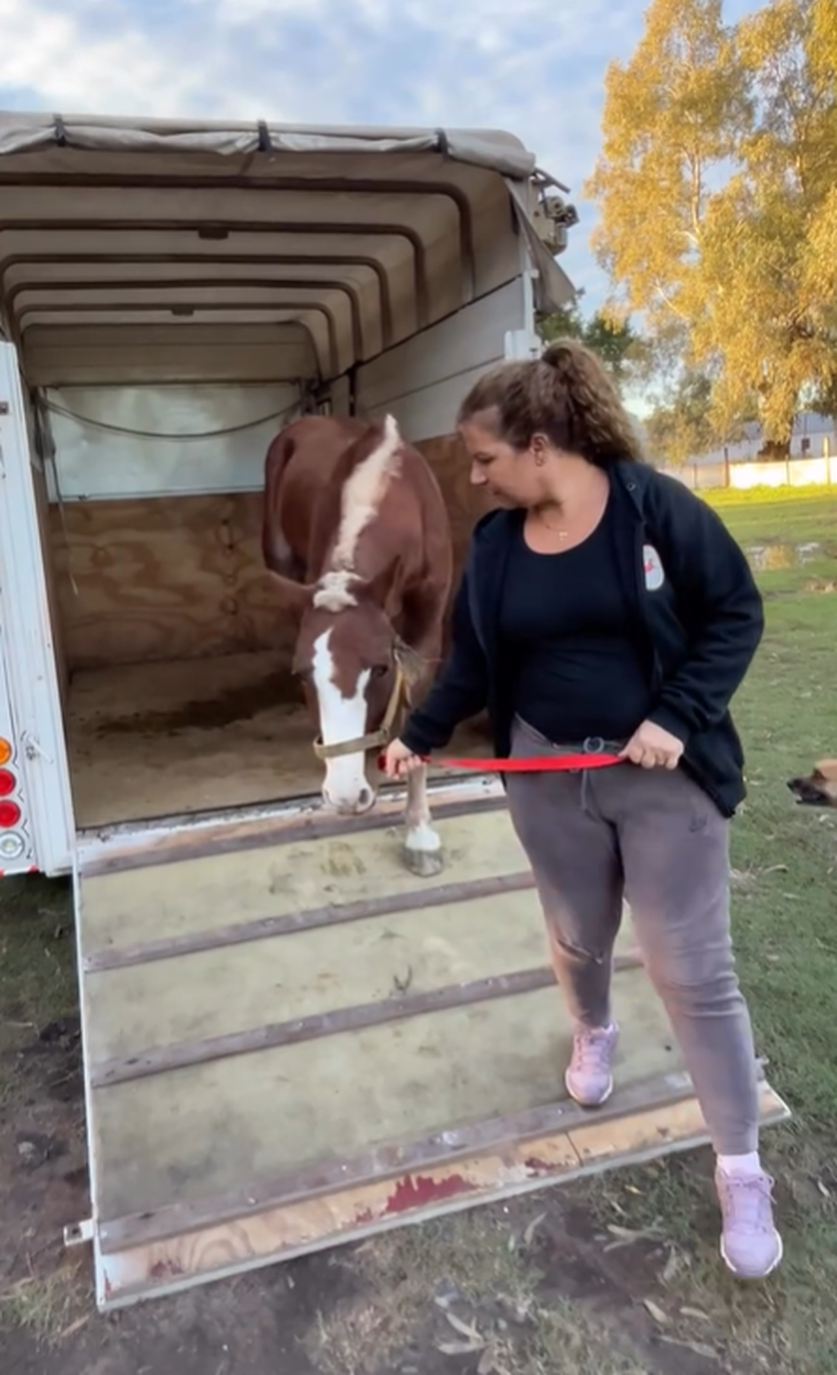 El caballo, bautizado Níspero, fue rescatado en el centro de Lomas de Zamora tras ser hallado herido.