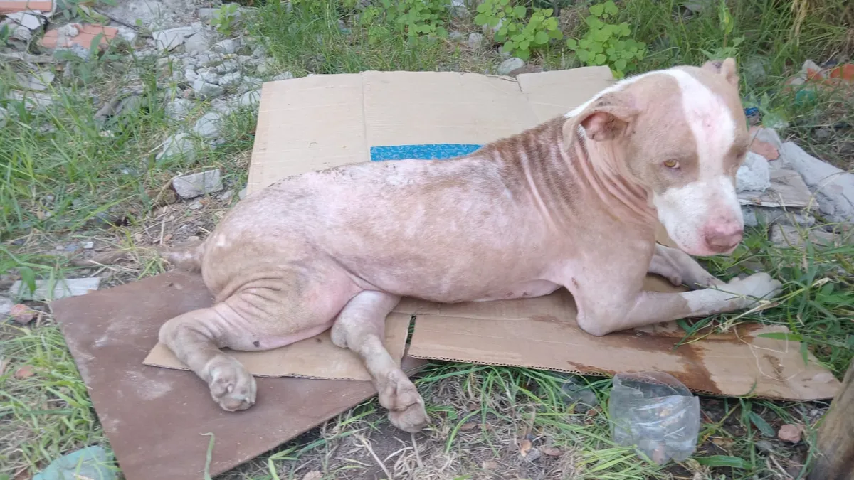 La perra fue encontrada en estado de abandono por los vecinos del barrio de Monte Grande. 