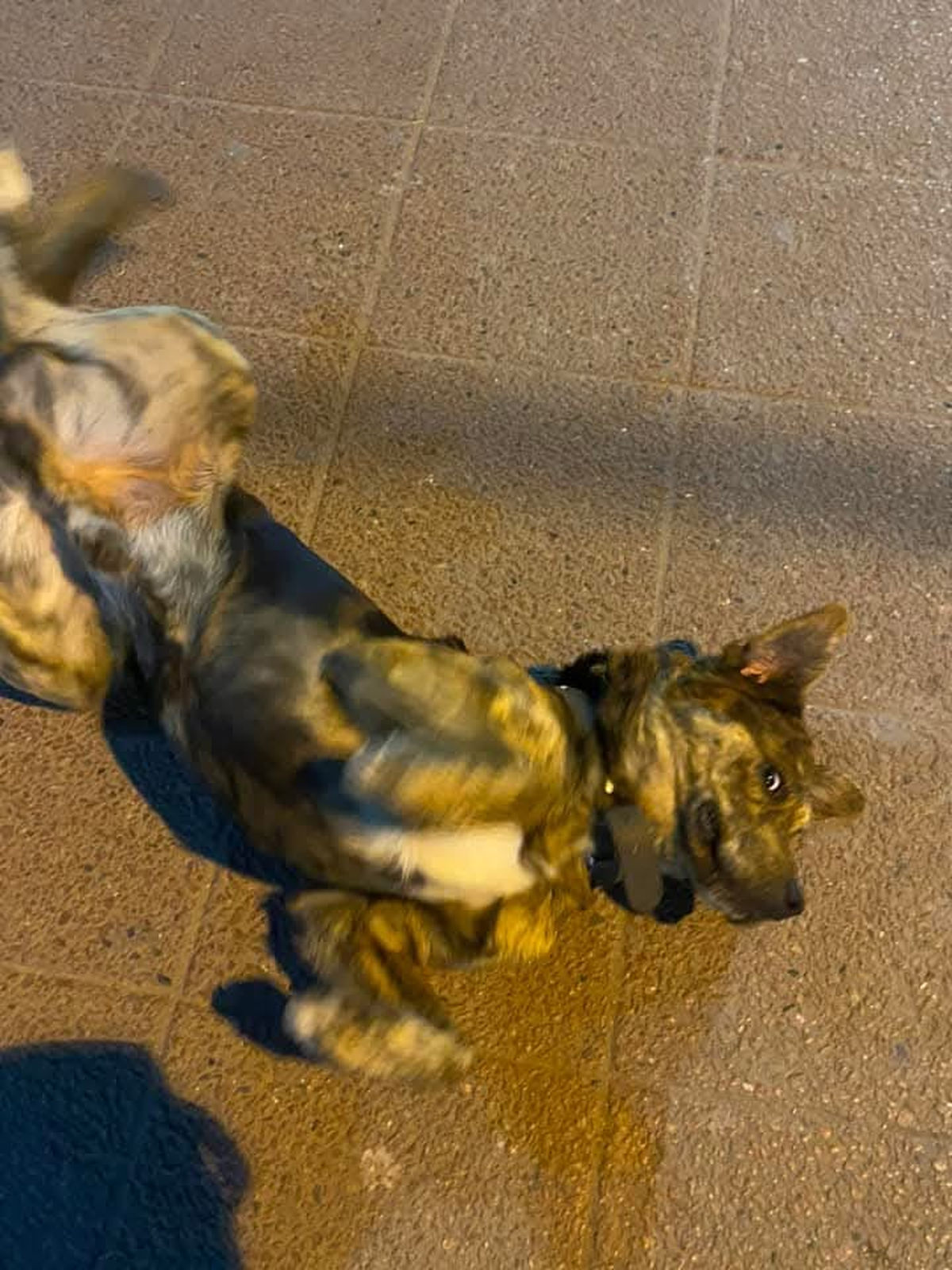 Tigre supo ganarse el cariño de muchos vecinos de la ciudad. 