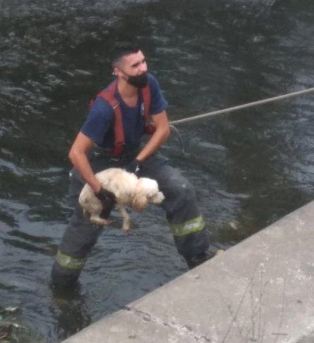 Un bombero saca a Poly del agua.