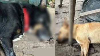Envenenaron a más de diez perros de un refugio en el Conurbano Sur: siete murieron