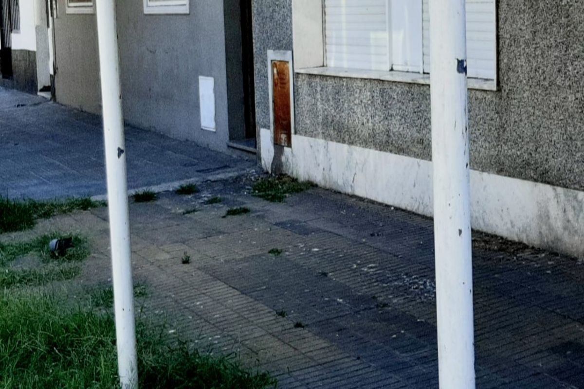 Invasión de palomas en un barrio de Lanús: Es imposible vivir así