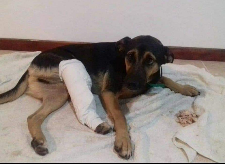 Eliana cuidó de Chiqui hace tres años cuando se fracturó.