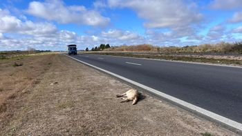 Autopista Presidente Perón: alerta porque cada vez hay más perros muertos en la banquina