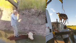 canning: vecinos rescataron a una vaca que cayo a un zanjon