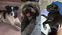 esteban echeverria: aumentan las busquedas de mascotas perdidas en las fiestas por la pirotecnia