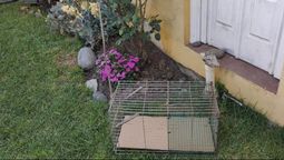 insolito: pusieron una jaula de conejos para atrapar al puma en longchamps