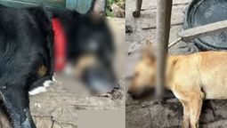 envenenaron a mas de diez perros de un refugio en el conurbano sur: siete murieron