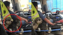 un chofer de colectivo se volvio viral por manejar acompanado de dos perritos