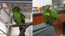 san jose: buscan desesperadamente un loro que se perdio