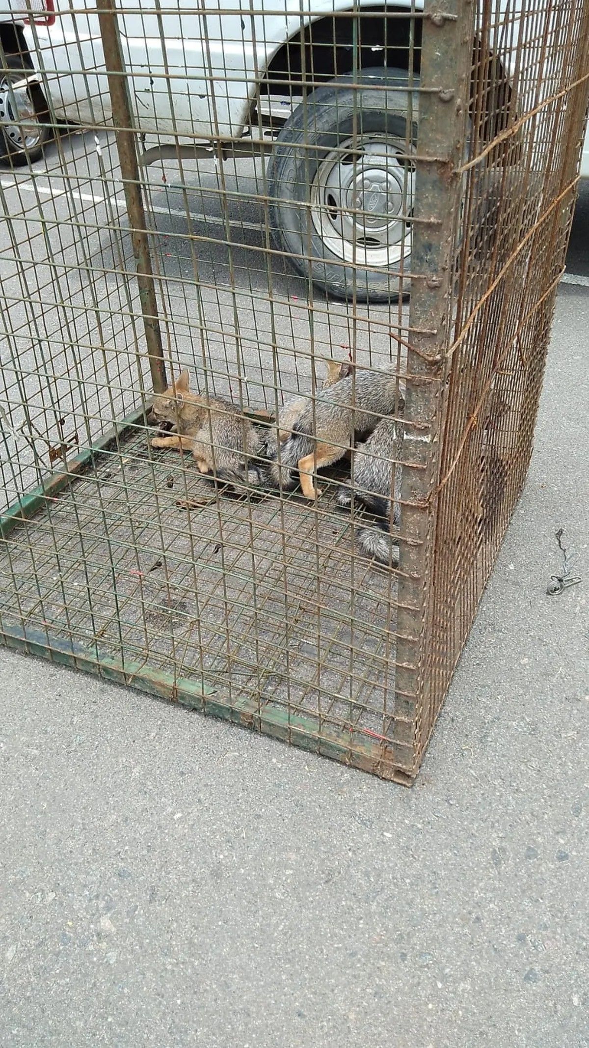 La familia de zorros que fue rescatada en 2021, en El Sosiego de Canning.