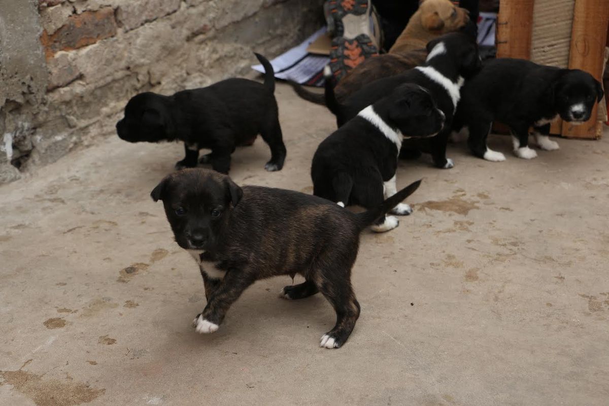 Una de sus perras tuvo nueve cachorros que ahora están en su casa de Longchamps, Almirante Brown, a la espera de una familia.