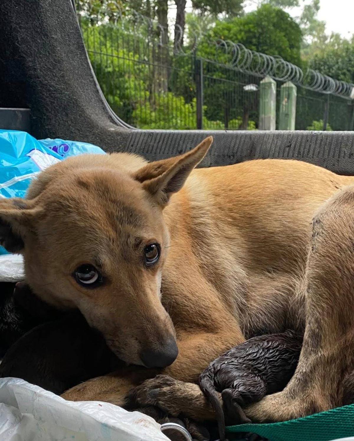 Fueron rescatados antes de la fuerte tormenta.