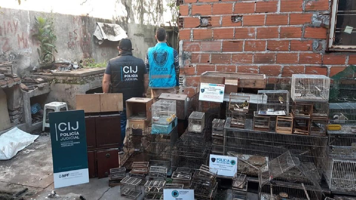 Lomas: cayó una red de casa furtiva de aves y hay dos detenidos por maltrato animal