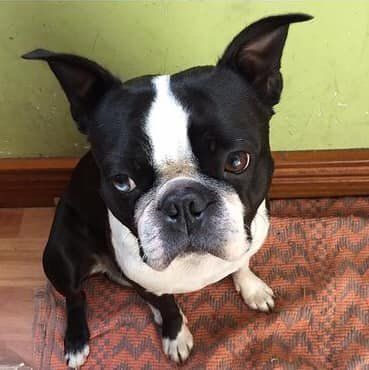 Scott, el perro que le robaron a una abuela durante una violenta entradera en Lomas de Zamora.